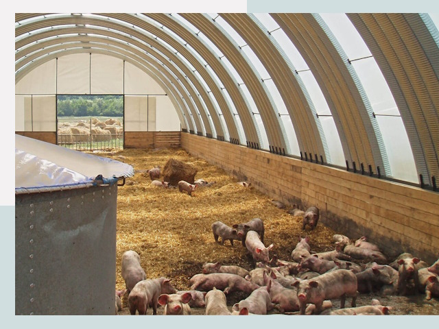 Строительство свинарников в Ивантеевке